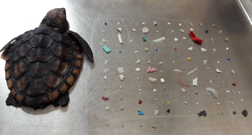 Depressing Image Shows Dead Baby Sea Turtle Found with 104 Pieces of Plastic  in Its Belly