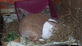 rabbit burrowing in hay