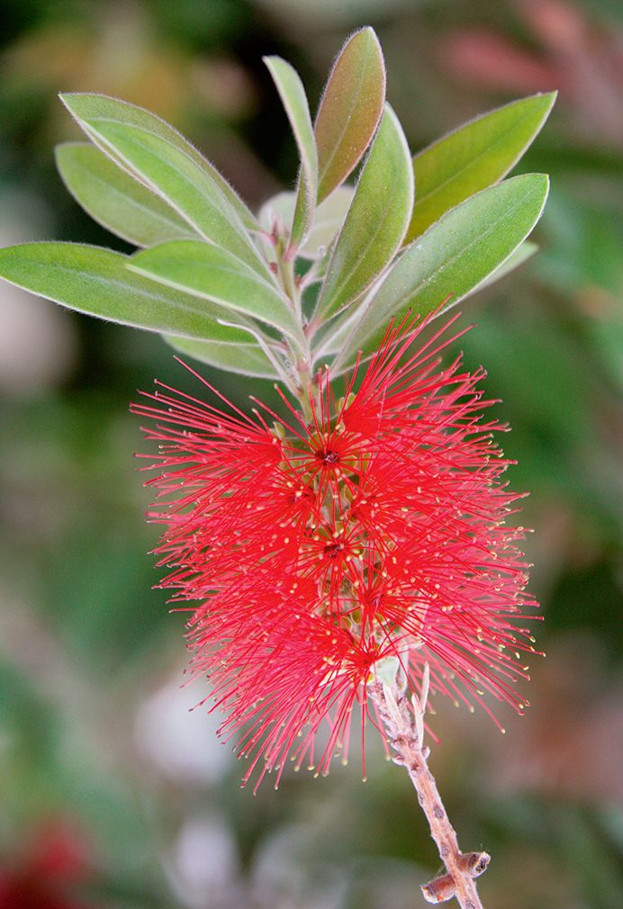 bottlebrush