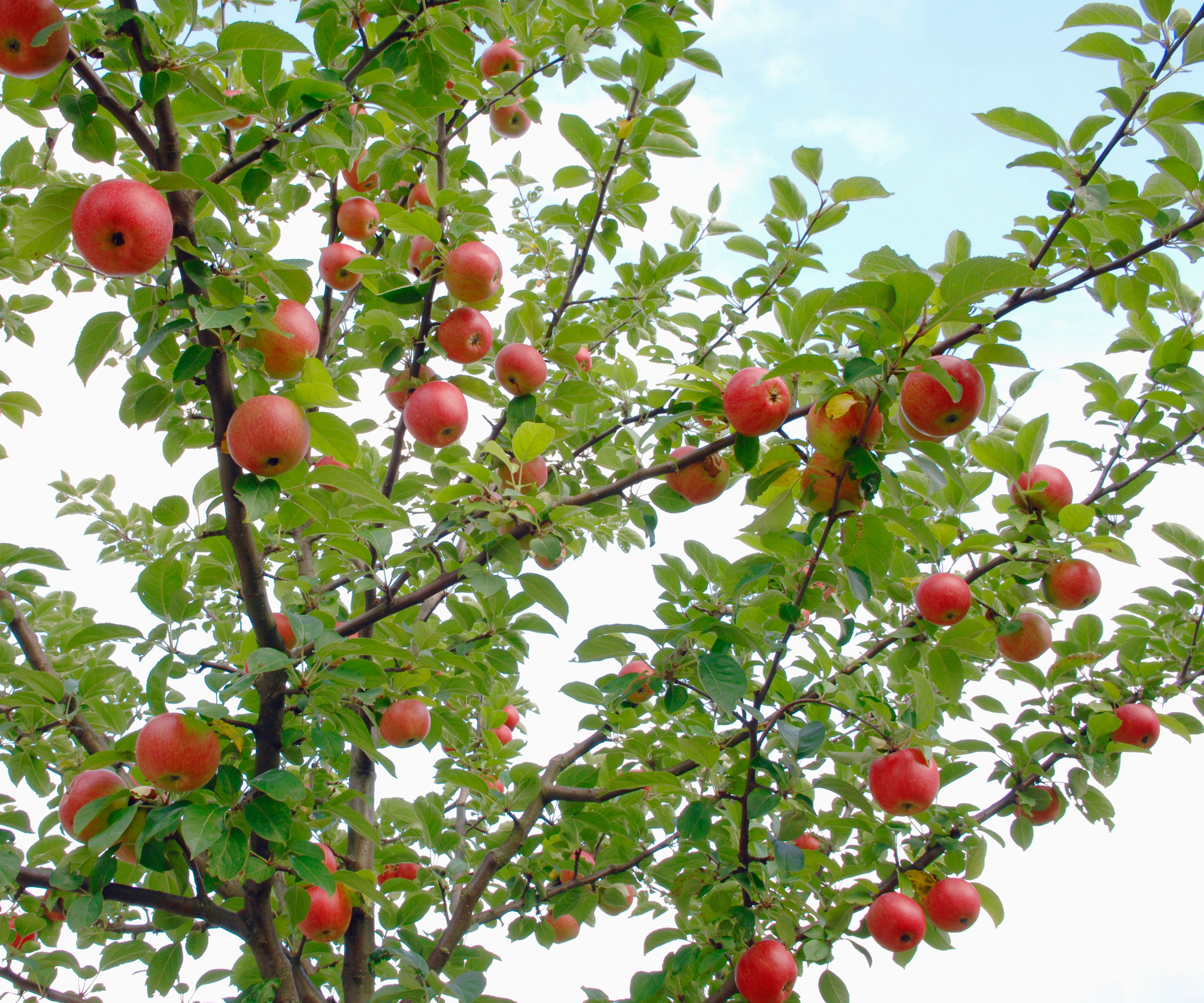 apple tree with goblet shape and red fruit
