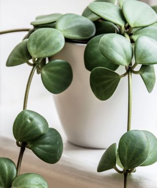 Trailing jade plant