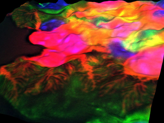 One of the winners of the Bio-Art competition. The image above shows foot processes of genetically labeled cells (red) covering walls of capillaries (green) in a mouse kidney.