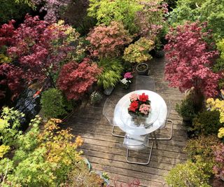 Red and green foliage of Japanese maple trees on a deck