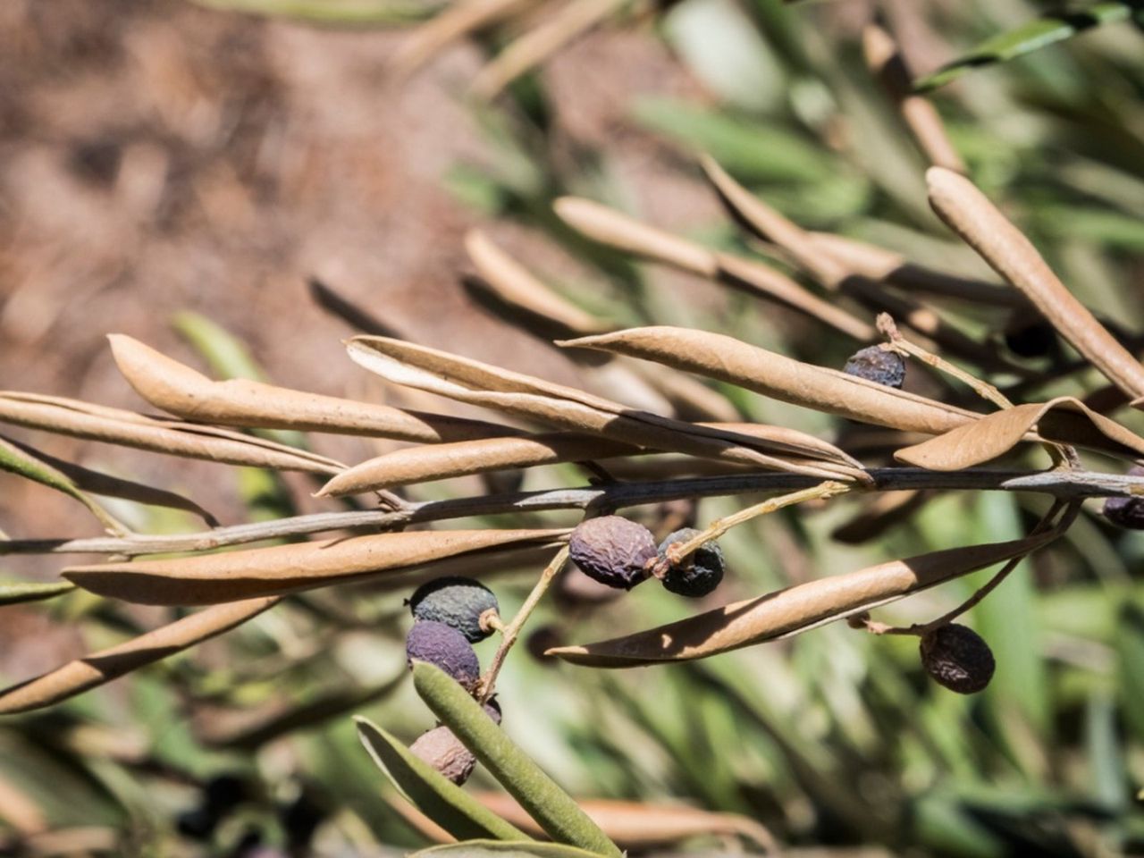 Plant With Bacterial Leaf Scorch Disease