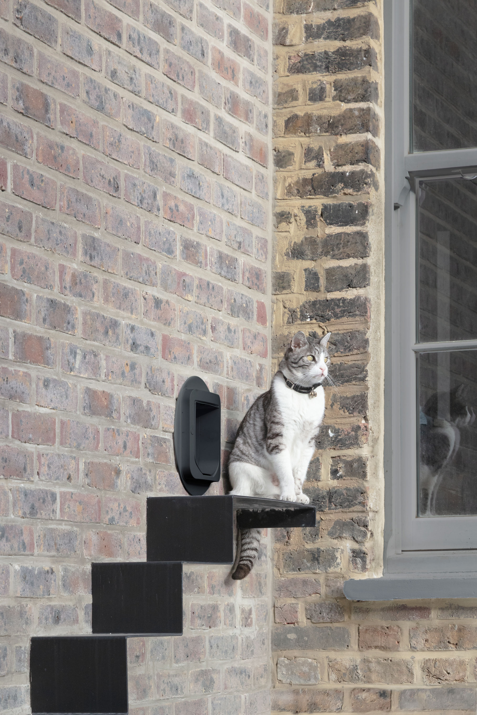a second story cat flap with stairs