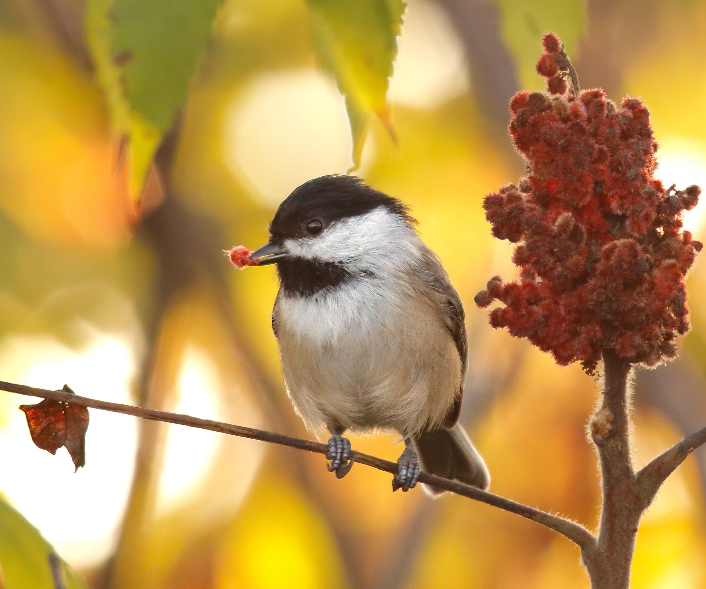chickadee eating red berries from sumac shrub