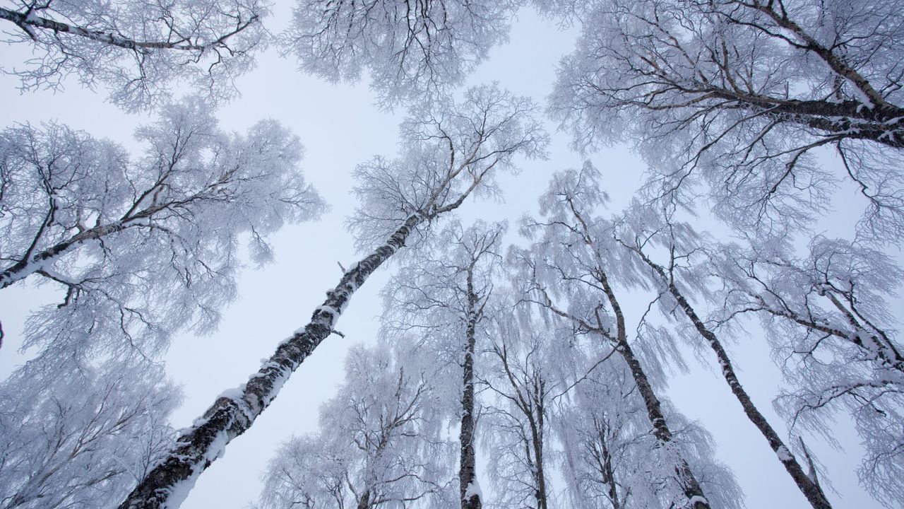 Silver birch trees are covered in deep frost in winter