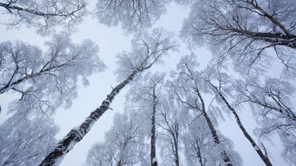 Silver birch trees are covered in deep frost in winter