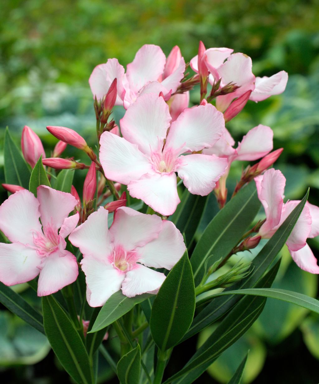 Oleanders growing guide: tips for these flowering shrubs | Gardeningetc