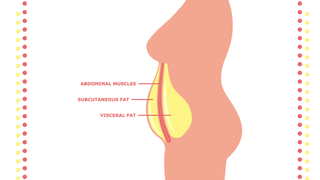 a scientific diagram explaining skinny fat