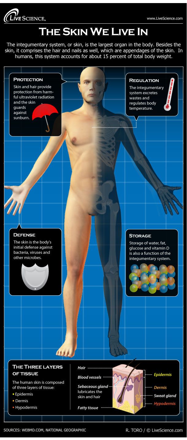 integumentary system body for kids