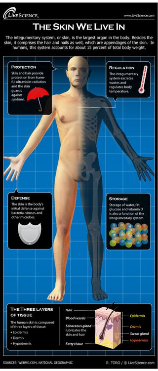 parts of the human skin and their functions