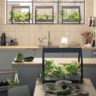 hydroponic indoor gardening and wooden table