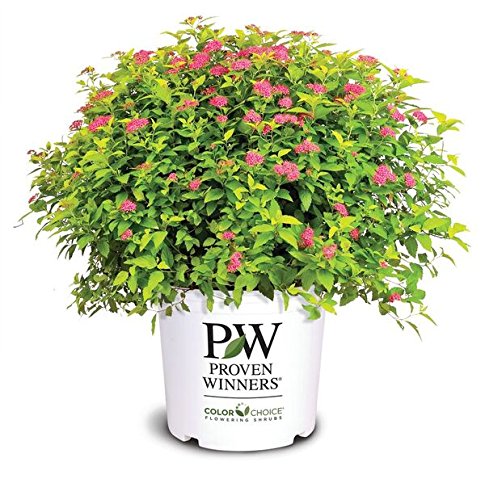 Proven Winners - Spiraea Jap. Double Play Gold (spirea) Shrub, , #3 - Size Container