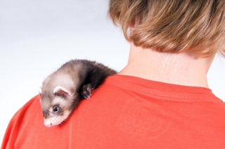 ferrets are popular pets