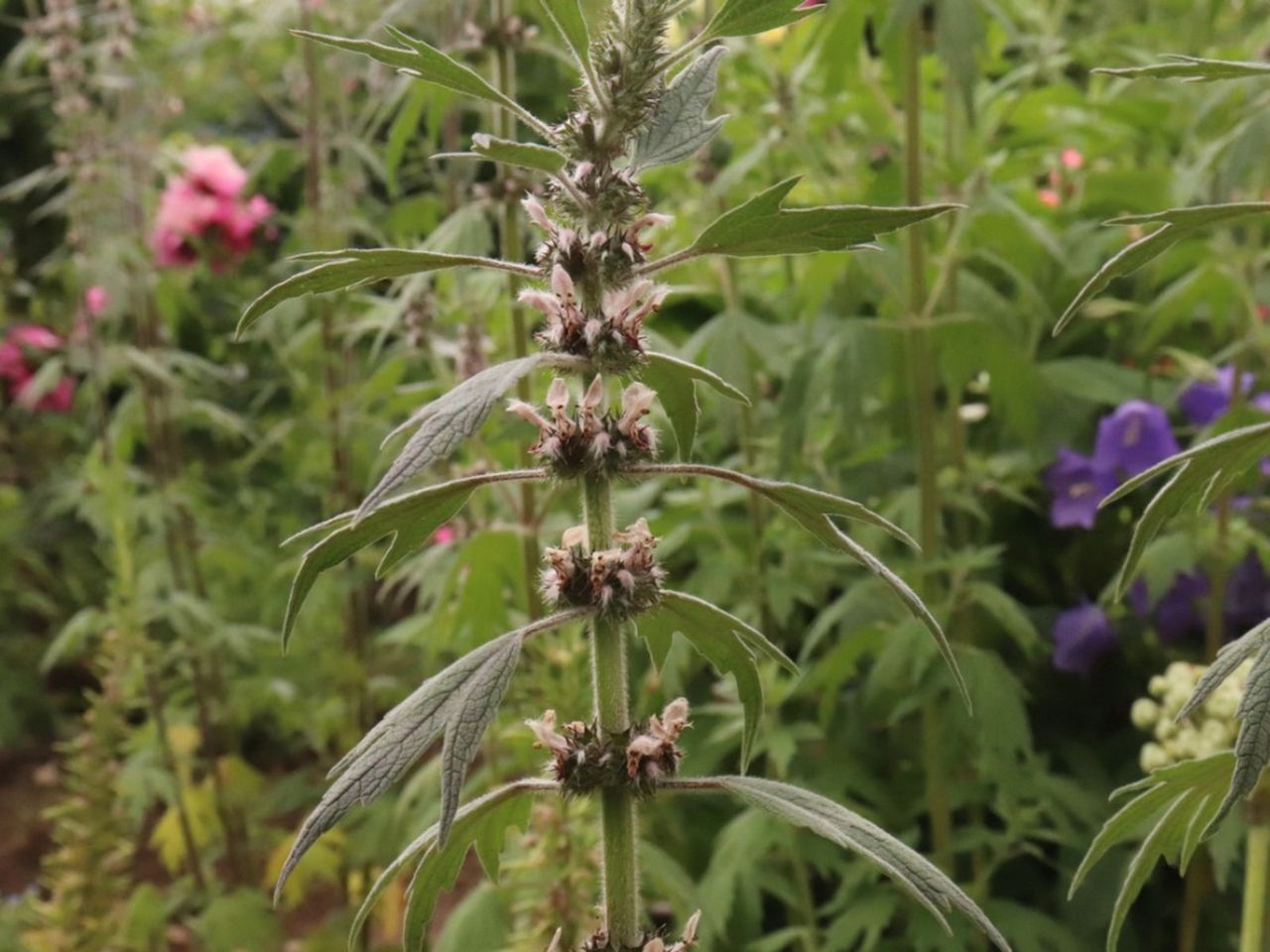 Motherwort Plant In The Garden