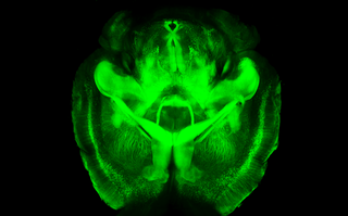 transparent mouse brain