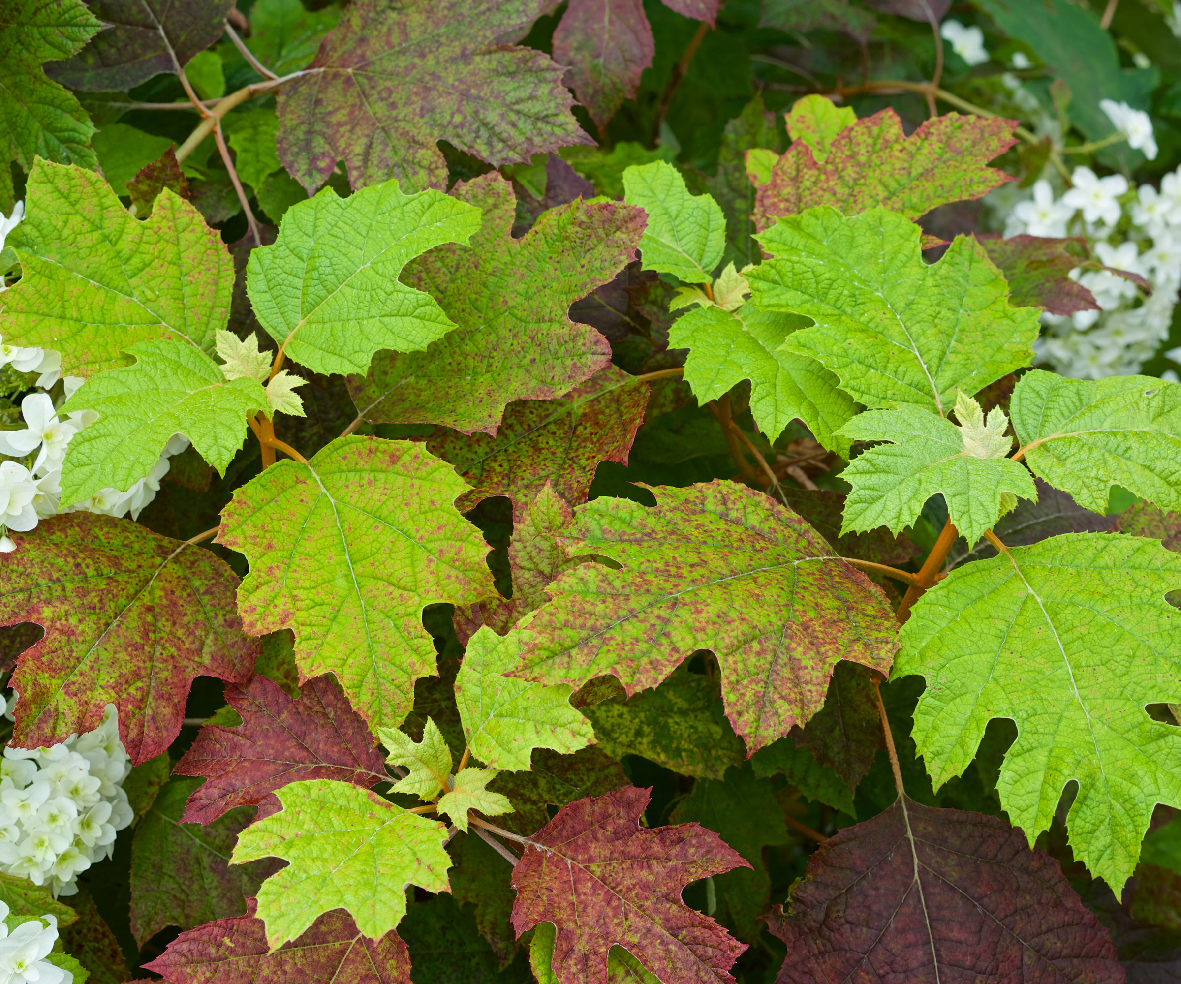 oakleaf hydrangea with green and rust colored leaves in shade
