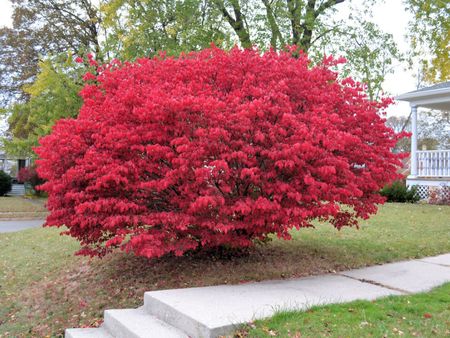 Giant Red Burning Bush