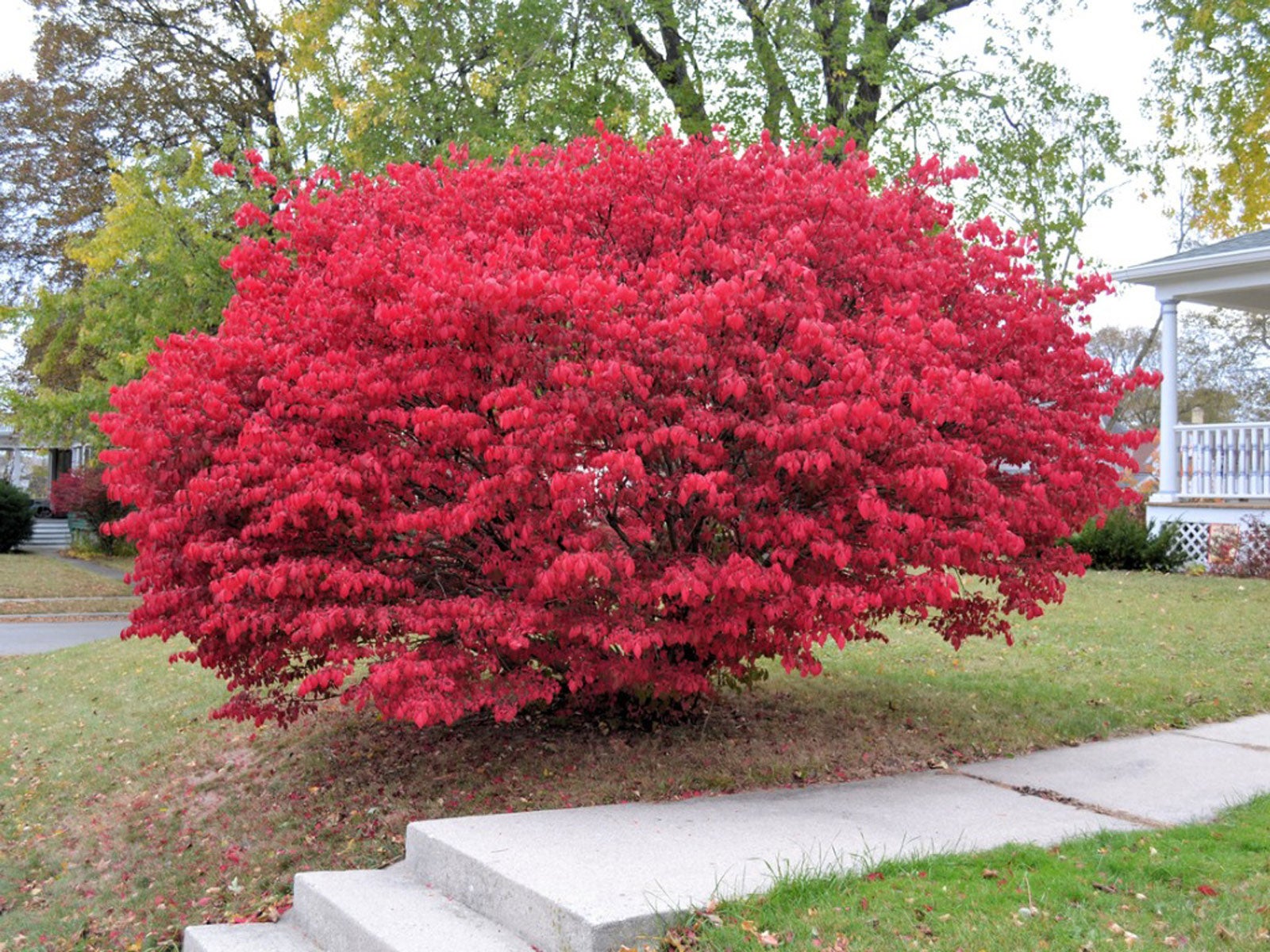 Is Burning Bush Invasive Alternatives To Burning Bush In The Landscape Is Burning Bush Invasive Alternatives To Burning Bush In The Landscape