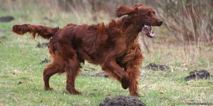 Somebody poisoned Jagger, a 3-year-old Irish Setter show dog