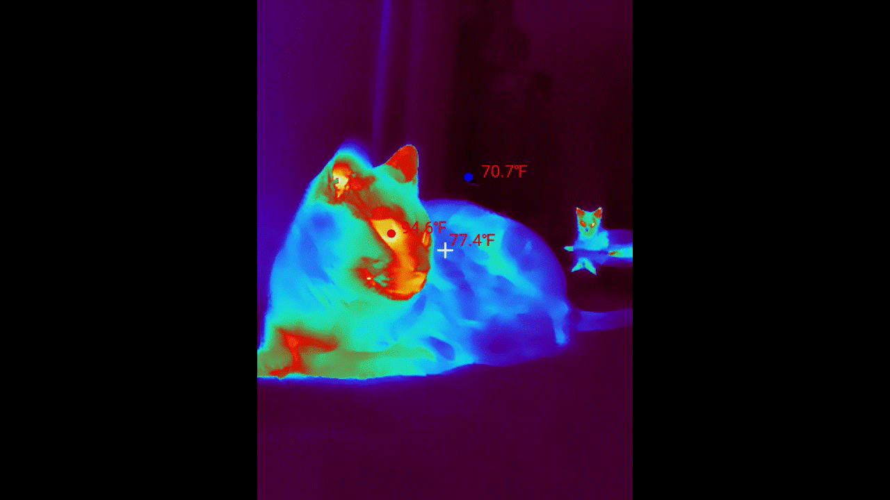 Thermal Master P3 video sample of cat heat signatures.