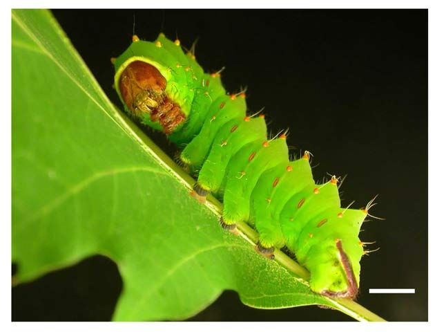 Arsenic-munching caterpillars may ingest poison to prevent being