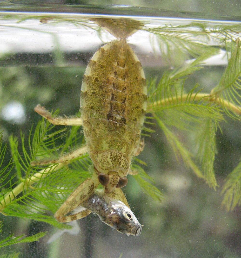 belostomatidae larvae