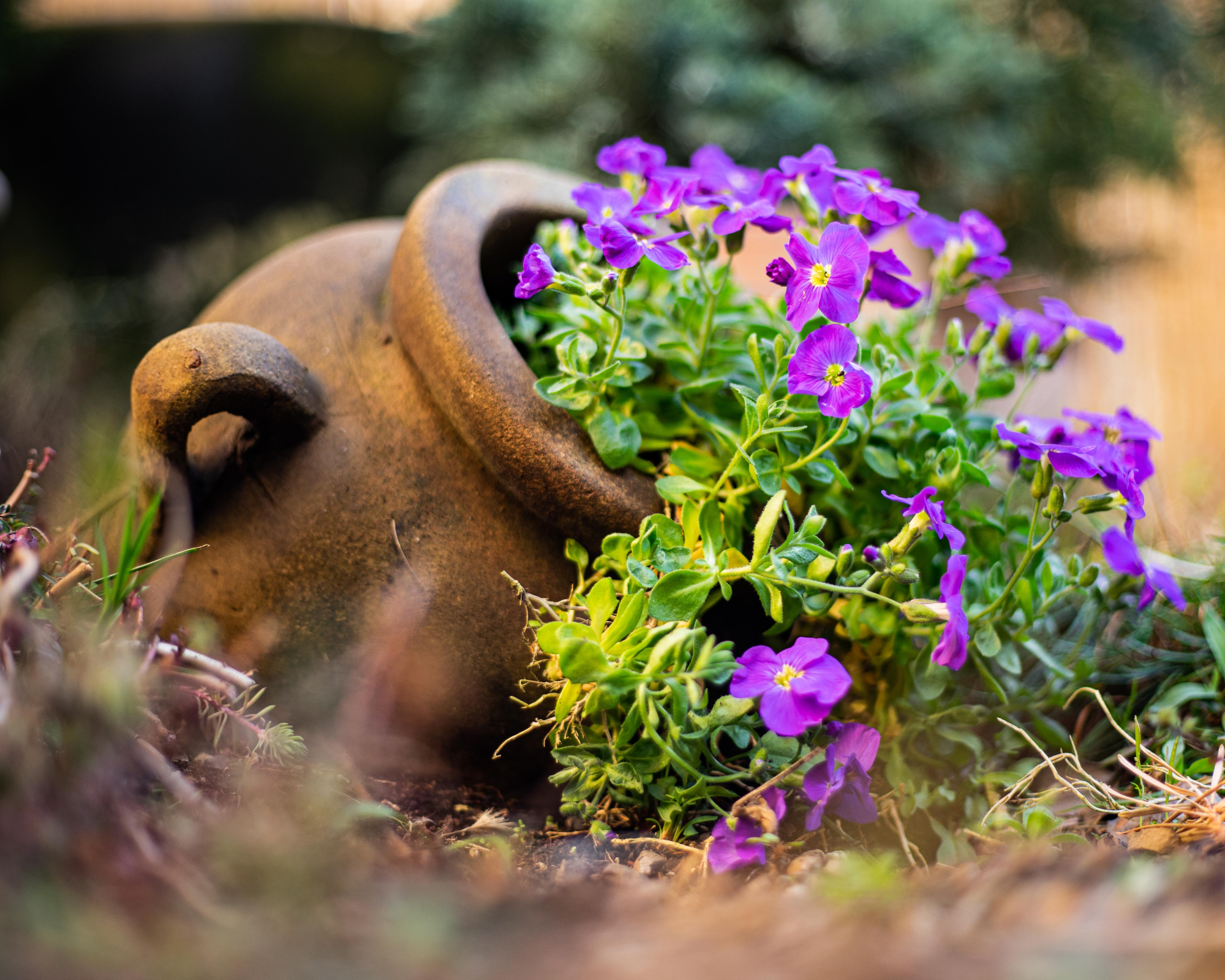 Flowers spilling from a Terracotta pot