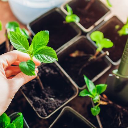 bigleaf hydrangea cuttings in pots