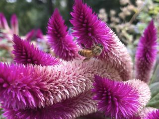 Bee on a flower