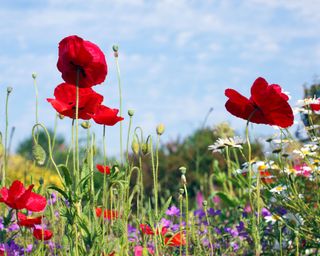 poppies growing among mixed flowers