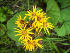 Yellow Ligularia Ragwort Flowers