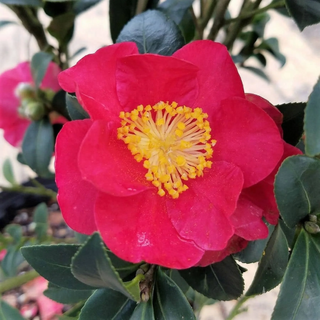 Yuletide Camellia (2.5 Quart)