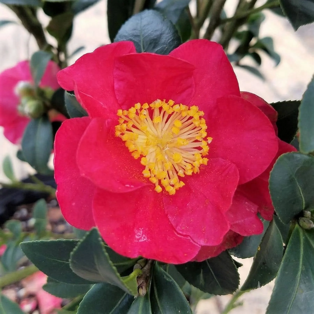Yuletide Camellia (2.5 Quart)