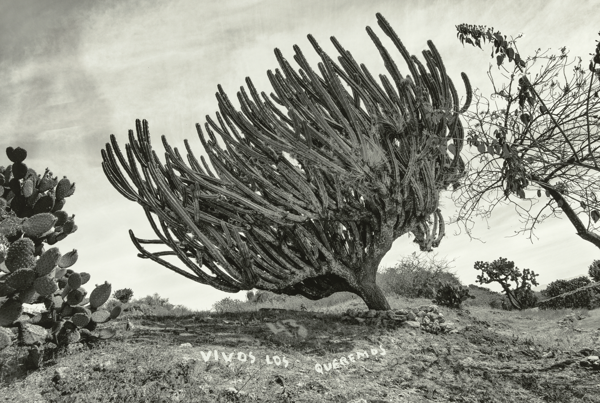 Black and white photograph of a large cactus bent sideways by wind, with handwritten graffiti on the ground beneath it reading "vivos los queremos".