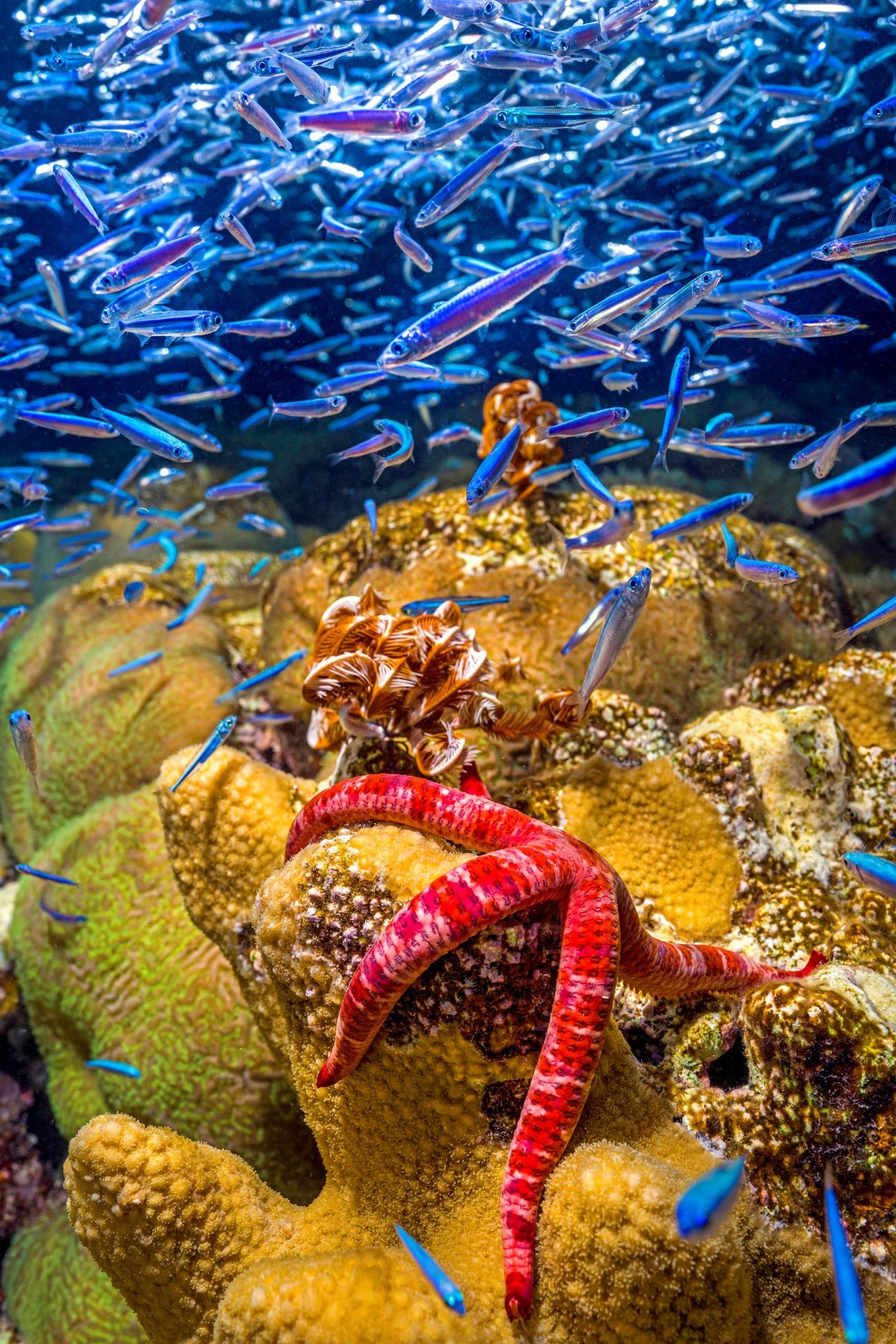 a starfish on a coral reef with lots of small fish swimming above it