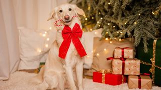 A yellow labrador sat smartly in front of a christmas tree and pile of gifts. He is wearing a red bow and holding a candy cane in his mouth.