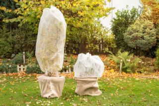 protect plants from frost: wrapped pots and trees