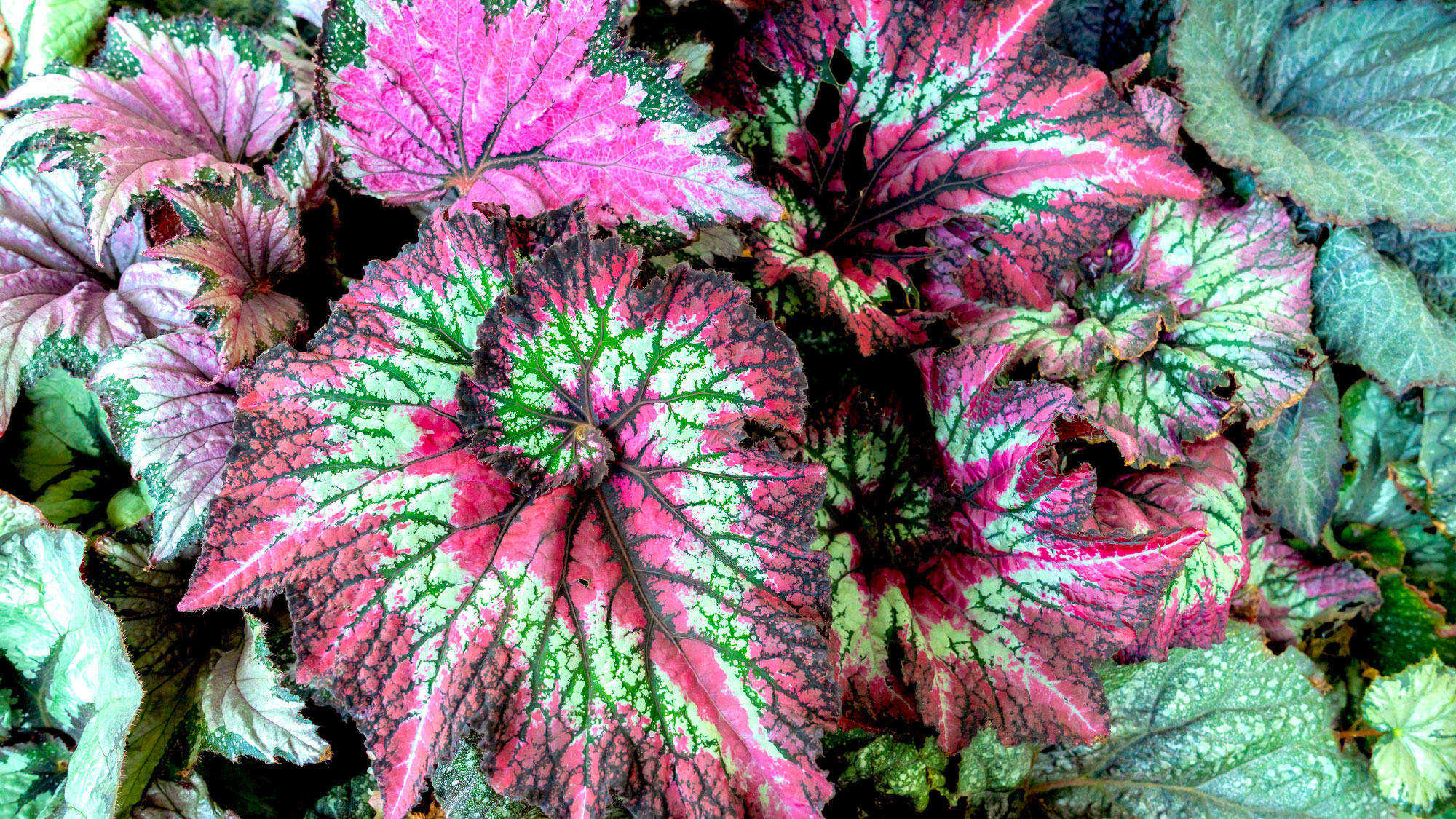 rex begonia plant with bright green and burgundy textured foliage