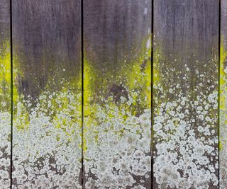 Close-up of an old moldy wooden board