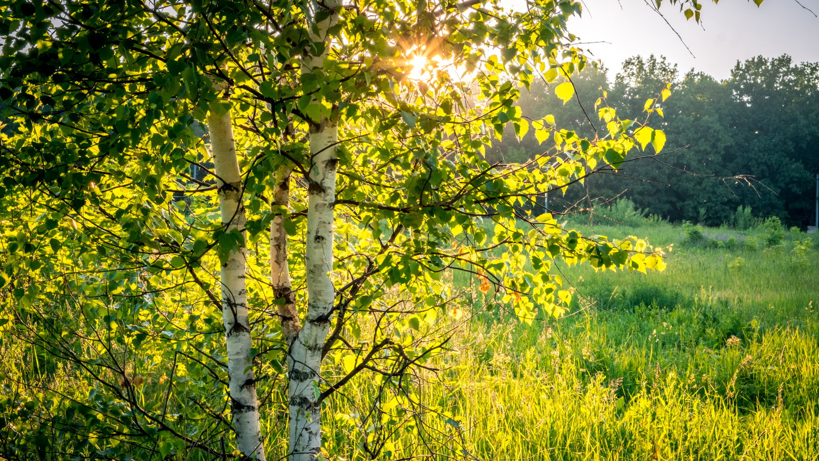 Birch trees in the sunshine 