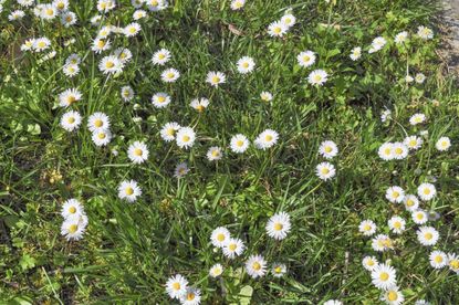 White Wildflower Lawn
