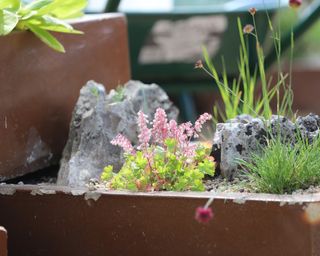 Heuchera pulchellum in a small container rock garden