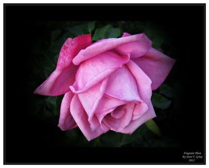 Pink Hybrid Tea Rose