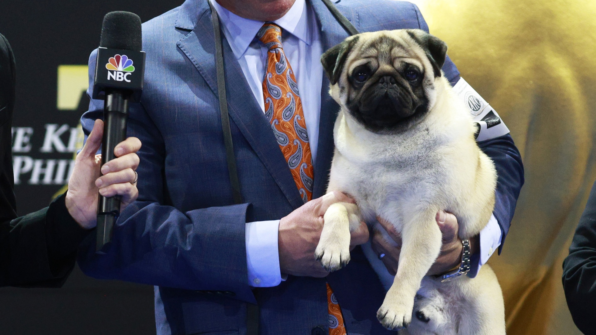 Vito the pug being interviewed after winning the 2024 National Dog Show Best In Show award
