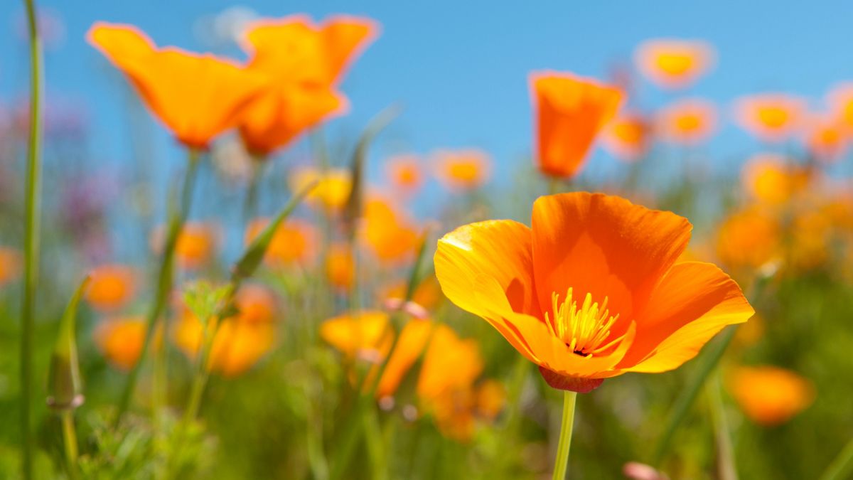Superstar Self-Seeding Plants: 8 of the Best You Can Let Self-Seed – Plus, A Few That You Shouldn’t Leave