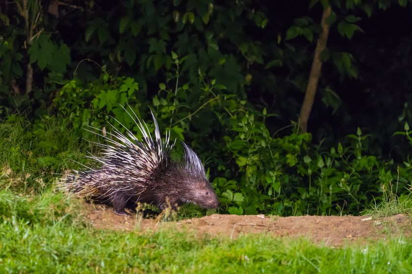 Amazing photos of nocturnal animals | Live Science