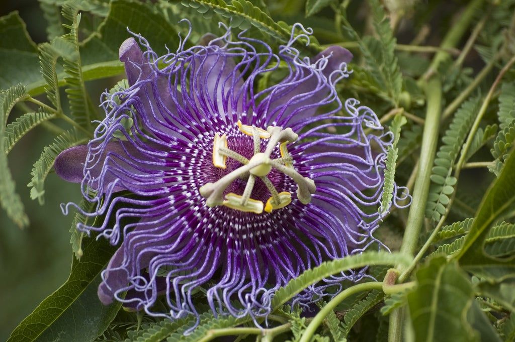 Purple Passion Flower