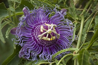 Purple Passion Flower